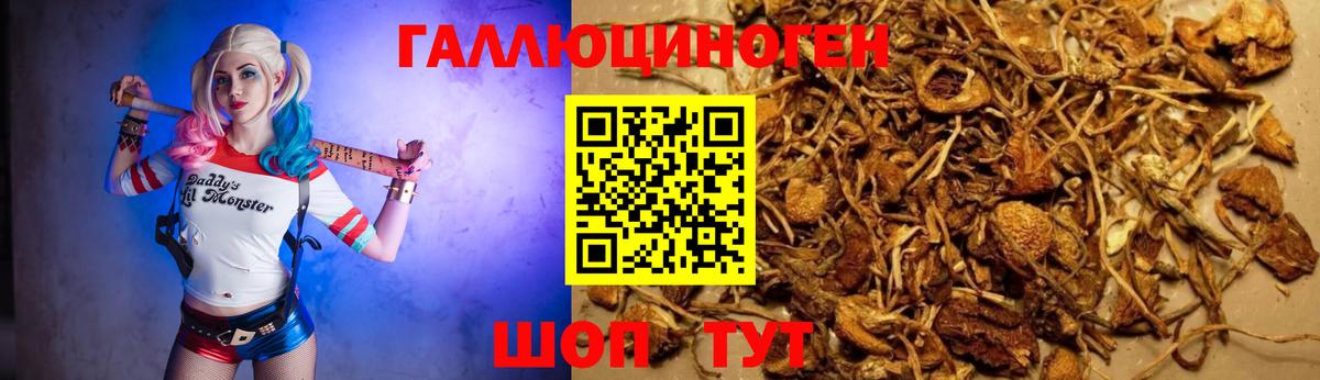 Галлюциногенные грибы Psilocybe Белогорск